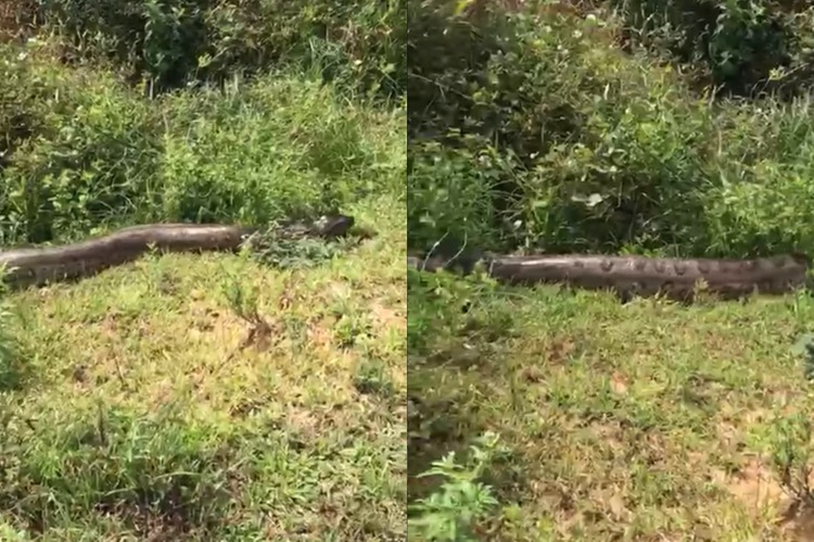 Sucuri de cerca de 6 metros é flagrada em fazenda próximo a Xinguara
